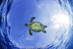 One of my favorite things to do is find turtles coming to... by Chase Darnell 